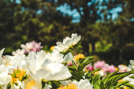 Peonies with striking white petals flourish among colorful flowers in a vibrant garden under clear skies.の写真素材