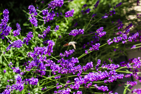 A small insect is gracefully hovering above lush lavender flowers in a garden basking in the warm sunshine.の写真素材