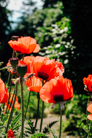 Bright orange poppy flowers stand tall amidst lush greenery in a garden basking in the warm sunlight of a sunny afternoon.の写真素材