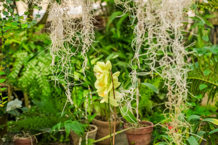 A vibrant yellow orchid stands out amid a lush garden filled with various green plants and hanging moss.の写真素材