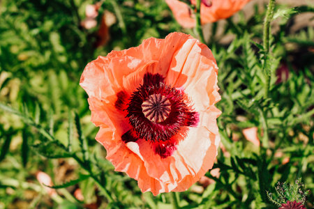 A bright orange poppy flower stands out in a lush garden filled with green foliage and sunlight showcasing its intricate petals.の写真素材