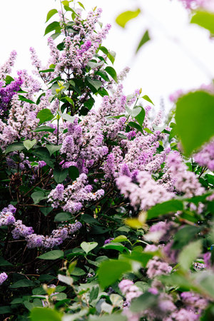 Lilac bushes are in full bloom showcasing clusters of purple flowers against lush green foliage on a cloudy spring day.の写真素材