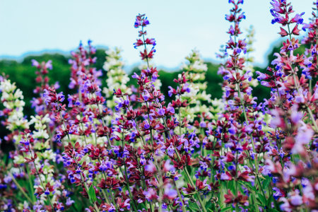A field filled with various flowers showcases shades of purple pink and white under a clear blue sky on a sunny day.の写真素材