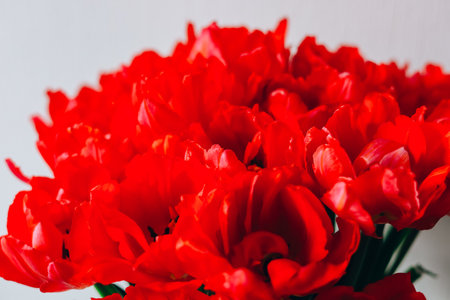 A bouquet of bright red tulips showcases their full blooms against a simple background enhancing the atmosphere of the space beautifully.の写真素材