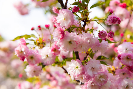 Bright pink cherry blossoms surround a tree branch under clear blue skies signaling the arrival of...