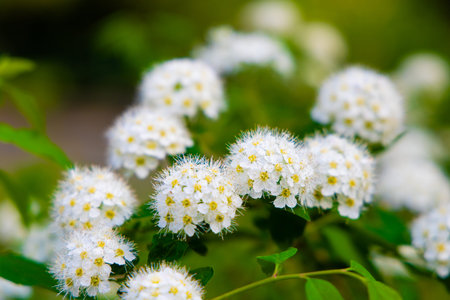 Clusters of small white flowers with yellow centers bloom vibrantly against green foliage creating a...