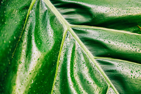 Captivating close up of a vibrant green leaf adorned with fresh droplets of water showcasing the...