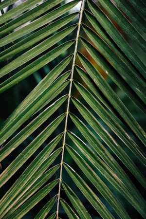 Detailed view of a palm leaf displaying vibrant green hues and intricate frond patterns surrounded by natural elements.の写真素材
