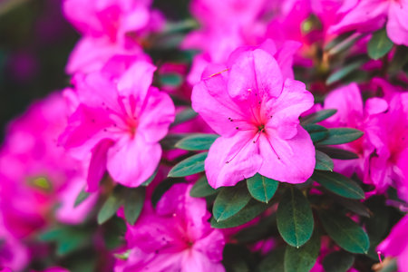 Clusters of vibrant pink azaleas fill the garden bursting with color as they bloom under the warm sun of springtime.の写真素材