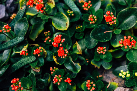 Bright red flowers are blooming among rich green leaves showcasing natures beauty in a garden during...