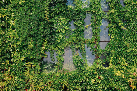 Thick green ivy envelops an old building covering windows and adding a charming touch to the...