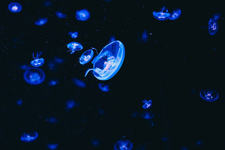 Multiple jellyfish float in dark water illuminated by blue lights creating a surreal underwater...