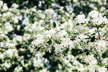 Blossoms fill the air with fragrance under the warm sun in a colorful garden during springtime festivities.の写真素材