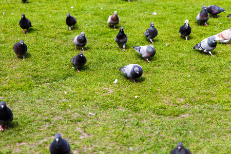 Numerous pigeons are foraging on lush green grass in a city park during the midday sun with scattered feathers.の写真素材