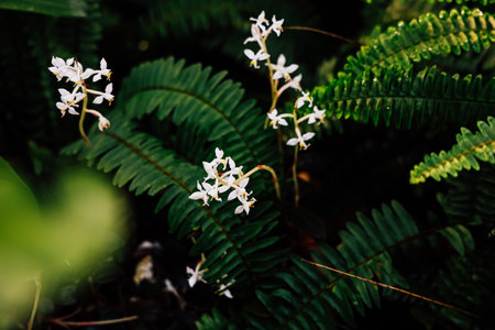 White orchids are blooming amid vibrant green ferns in a tropical forest setting showcasing natures beauty and diversity.の写真素材