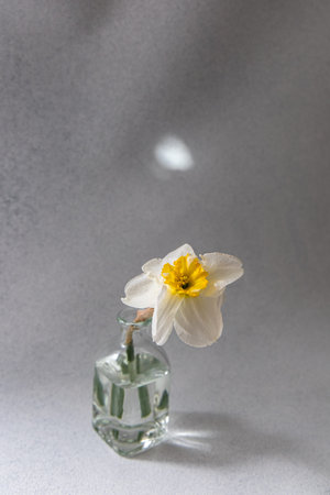 A single white flower with yellow center stands elegantly in a small clear glass vase on a neutral...