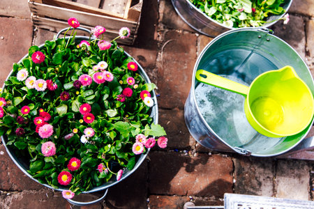 Brightly colored flowers are arranged in metal buckets alongside a green watering can and lush greenery in a sunny outdoor garden.の写真素材