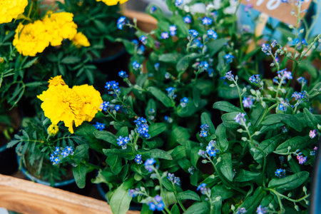 Bright yellow marigolds and delicate blue flowers fill a wooden planter showcasing the beauty of spring blooms at an outdoor market.の写真素材