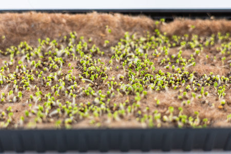 Small green seedlings are emerging from the soil in a large tray situated in a greenhouse. The vibrant growth signals the start of spring.の写真素材