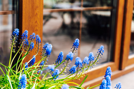 Blue flowers stand tall beside a wooden window showcasing vibrant hues against a well-lit outdoor backdrop.の写真素材