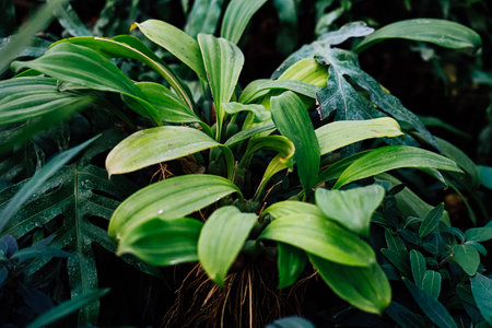 A lush green plant with broad leaves is surrounded by various other tropical foliage. The scene captures the rich biodiversity in a moist environment.の写真素材
