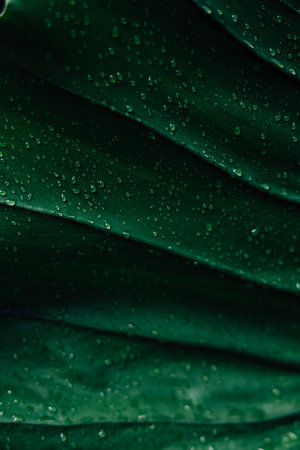 Water droplets cling to vivid green leaves capturing the freshness of nature after recent rainfall...
