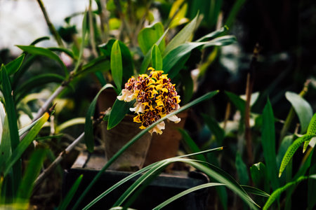 Beautiful orchid flowers with yellow and purple patterns bloom amidst vibrant green foliage in a warm greenhouse environment.の写真素材