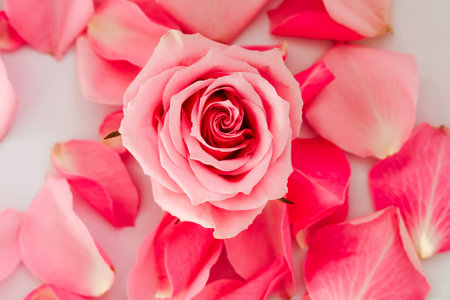 A beautiful pink rose sits at the center of vibrant rose petals creating a tranquil and romantic setup perfect for celebrations.の写真素材