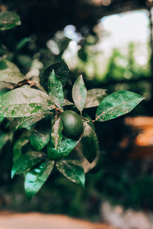 A vibrant fruit is developing among glossy green leaves in a tropical garden showcasing natures...