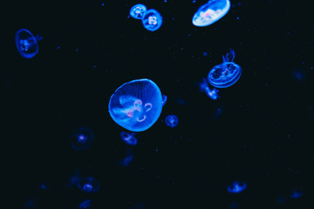 Clusters of jellyfish float effortlessly in dark waters illuminated by bluish light showcasing their...