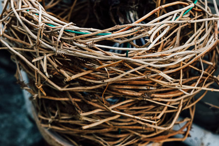 Twisted twigs and dried vines create a rustic texture showcasing natures beauty in a garden or outdoor space.の写真素材