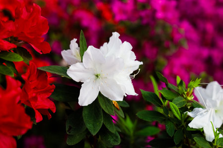 Azalea plants display bright white and pink blooms in a local garden during the spring season offering a stunning contrast in colors.の写真素材