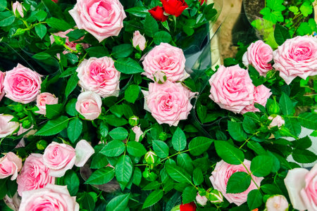 A vibrant display of pink and red roses thrives among dense green foliage showcasing beauty and freshness in a garden setting.の写真素材