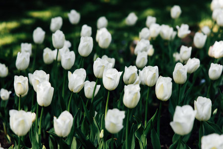 A vibrant display of white tulips is showcased in a lush garden filled with greenery and sunlight indicating springtime beauty.の写真素材
