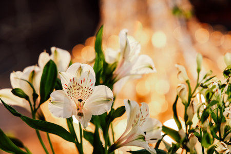 White flowers with intricate details are illuminated by soft warm lights in the background creating a serene atmosphere.の写真素材