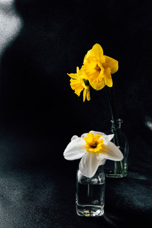 Two daffodils one yellow and one white are elegantly displayed in glass vases against a dark background highlighting their vibrant colors.の写真素材