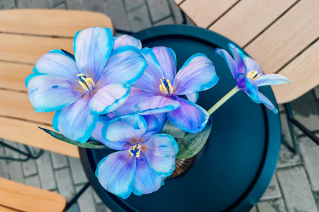 Tulipa cluster of blue flowers in a vase is displayed on a round table surrounded by wooden chairs under a clear sky.の写真素材