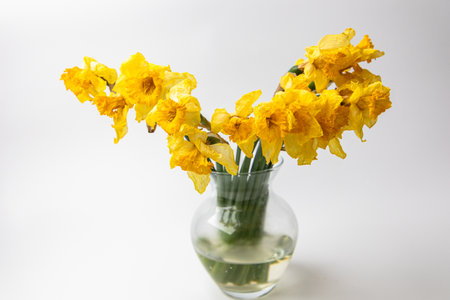 A clear vase holds vibrant yellow daffodils arranged artistically. Soft natural light highlights their delicate petals and green stems.の写真素材