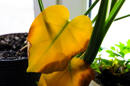 Diseased dried monstera leaf with rich markings growing from a potted tropical plant indoors near sunlight.の写真素材