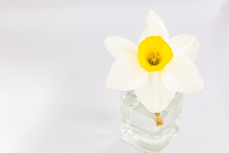 A single white daffodil with a yellow center stands elegantly in a clear glass vase set against a minimalistic backdrop.の写真素材