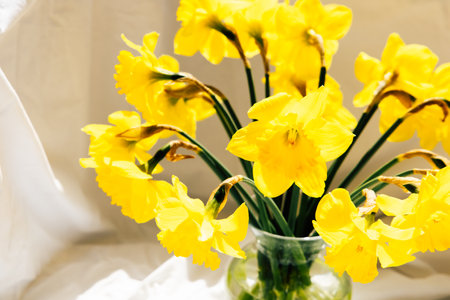 Daffodils in vibrant yellow bloom are elegantly arranged in a clear glass vase contrasting beautifully with the soft background.の写真素材