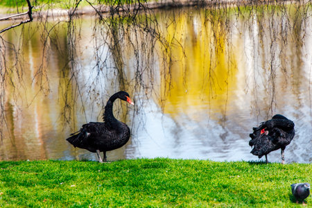 Two black swans stand gracefully near the edge of a calm lake framed by vibrant green grass and trees. The atmosphere is peaceful and serene.の写真素材