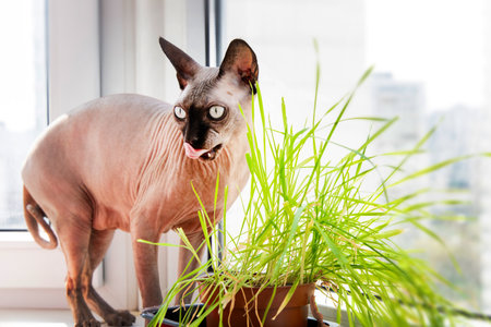 A Sphynx cat stands next to a green potted plant its curious gaze directed towards the foliage with bright eyes.の写真素材