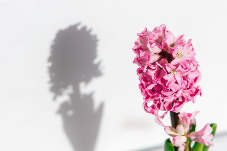 A vibrant pink hyacinth flower stands tall its shadow creating a delicate silhouette on a white background.の写真素材