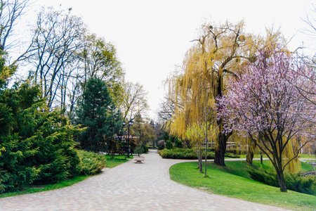 Visitors enjoy a peaceful walk along a winding path in a vibrant park filled with blooming trees under a clear sky.の写真素材