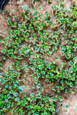 This display features numerous tiny seedlings emerging from a soft bed of soil symbolizing growth and renewal in the garden as spring arrives.の写真素材