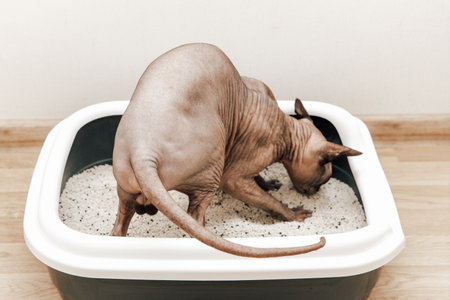 A hairless cat is digging in a litter box showcasing its curious nature in a well-lit indoor area.の写真素材