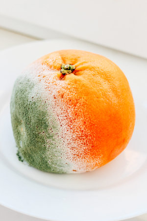 A fruit with mold growing on its surface sits on a white plate illustrating how food can spoil due...