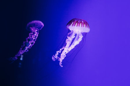 Two jellyfish float gracefully in calm waters their vibrant colors and delicate movements illuminated by soft ambient light.の写真素材