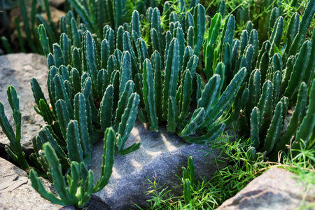 Various tall green cacti grow vigorously among stones in a well-lit garden showcasing a natural desert vibe.の写真素材